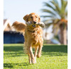 Pet Qwerks Rawhide Barkbone 3