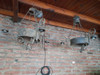 Arañas De Hierro Colonial 1
