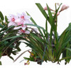 Orquídeas Cimbidiun 0