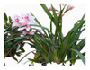 Orquídeas Cimbidiun 1