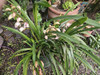 Orquídeas Cimbidiun 2