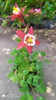 Aquilejias En Flor. Color Rojo 1