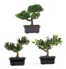 Casi Natural 4122 8.5in. Colección De Plantas De Seda Bonsai 0