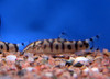 Botia Lochata Surtida Oferta En Mundo Acuatico 0