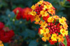 Lantana Puerto Jardín Plantas 0 Lantana Puerto Jardín Plantas 0