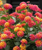 Lantana Puerto Jardín Plantas 2 Lantana Puerto Jardín Plantas 2