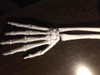 Mano Ósea Didáctica Impreso En 3descala Y Tamaño Fisiológico 4