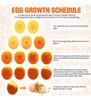 Bright Cool Led Light Egg Candler Tester Egg Candling Lamp 4