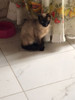 Gatitos Siamés 3