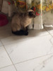 Gatitos Siamés 4