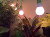 Luz De Crecimiento Un  A19 9w Led Espectro Rojo Fructif... 3