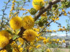 Espinillo - Acacia Caven 1