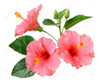 Hibiscus Flor Rosada 0