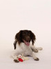 Juguete De Peluche Lambchop Mini Para Mascotas, Blanco, 15cm 5