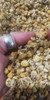Flor Manzanilla Seca X50 Gr Apto Cosmética 2