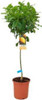 Limonero 4 Est. C/maceta 40 Cm.-e.gratis - Viv.hab.x Senasa 0