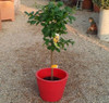 Limonero 4 Est. C/maceta 40 Cm.-e.gratis - Viv.hab.x Senasa 1