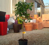 Limonero 4 Est. C/maceta 40 Cm.-e.gratis - Viv.hab.x Senasa 3