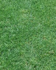 Cesped Bermuda Celebration 3