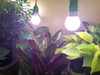 Hidroponía Led De Interior Kit De Luz De Crecimiento I... 1