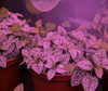 Hidroponía Led De Interior Kit De Luz De Crecimiento I... 3 Hidroponía Led De Interior Kit De Luz De Crecimiento I... 3