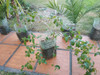 Árbol Pitanga Eugenia 1