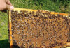 Núcleos De Abejas 1