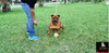 Perros Niñeras Staffordshire Bull Terrier 5
