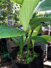 Vivero Cielo Verde Orgánico Cúrcuma Longa 4 Vivero Cielo Verde Orgánico Cúrcuma Longa 4