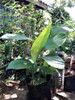Vivero Cielo Verde Orgánico Cúrcuma Longa 5 Vivero Cielo Verde Orgánico Cúrcuma Longa 5