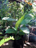 Vivero Cielo Verde Orgánico Cúrcuma Longa 6 Vivero Cielo Verde Orgánico Cúrcuma Longa 6