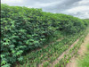 Pornunça: Produtiva E Perene - Kit Com 100 1