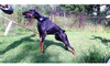 Bestia Collar De Perro De Cuero Genuino, Acolchado Suave, Ra 5 Bestia Collar De Perro De Cuero Genuino, Acolchado Suave, Ra 5