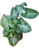Planta De Zingonio Grande 0