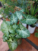 Planta De Zingonio Grande 1