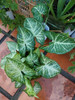 Planta De Zingonio Grande 3