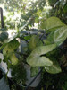 Planta De Zingonio Grande 5