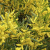 Acacia Blanca  ( Acacia Floribunda ) 2
