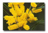 Acacia Blanca  ( Acacia Floribunda ) 4