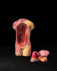 Modelo Anatomico Torso Humano 1