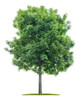 Árbol Fresno Envío Gratis 0