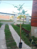 Árbol Fresno Envío Gratis 2