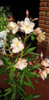 Laurel De Jardin/flor 4 Lts. 5