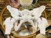 Pelvis Femenina Impresa En 3d Articulada 0