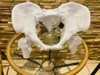 Pelvis Femenina Impresa En 3d Articulada 1