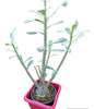 Rosa Del Desierto 1