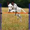 Perro Agilidad Entrenamiento Barra Equipo Pet Ejercicio Cach 1