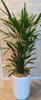 Palmera Raphis. 1