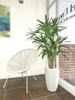 Palmera Raphis. 2