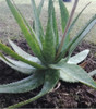Planta Aloe Orgánico Muy Grandes 1